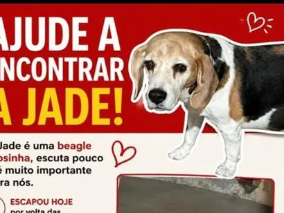 Cachorro raça SRD-ViraLata idade 6 ou mais anos nome Jade
