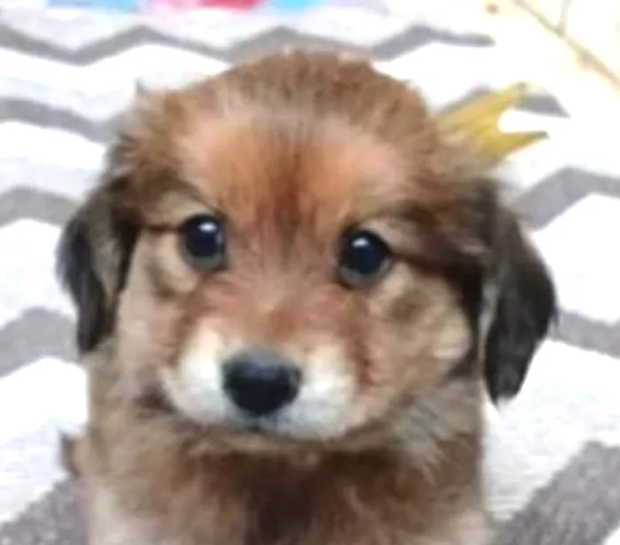 Cachorro raça SRD-ViraLata idade 2 a 6 meses nome Zeus