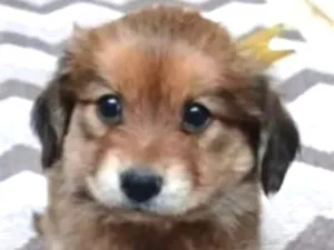 Cachorro raça SRD-ViraLata idade 2 a 6 meses nome Zeus