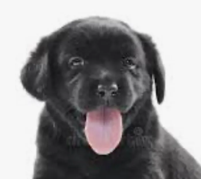 Cachorro raça SRD-ViraLata idade 2 a 6 meses nome Zulu