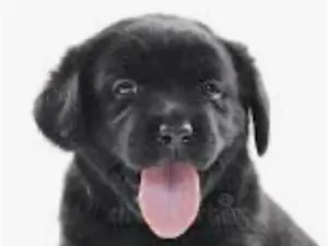 Cachorro raça SRD-ViraLata idade 2 a 6 meses nome Zulu