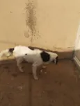 Barão e Aquiles
