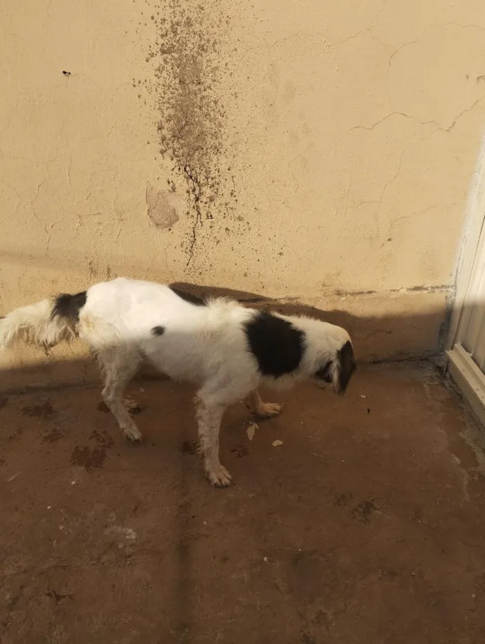 Cachorro raça SRD-ViraLata idade 6 ou mais anos nome Barão e Aquiles