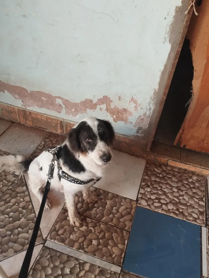 Cachorro raça SRD-ViraLata idade 6 ou mais anos nome Barão e Aquiles