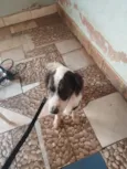 Barão e Aquiles