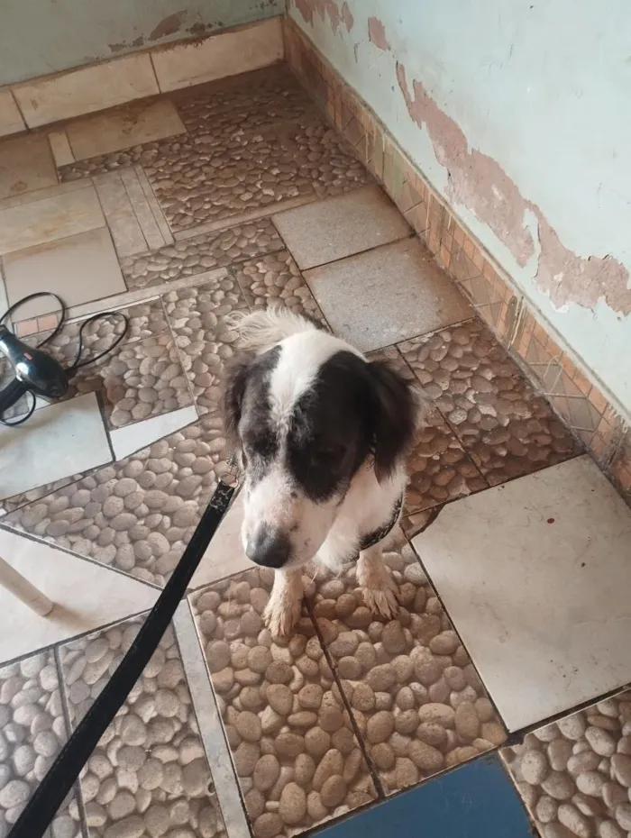Cachorro raça SRD-ViraLata idade 6 ou mais anos nome Barão e Aquiles