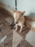 Barão e Aquiles