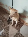 Barão e Aquiles