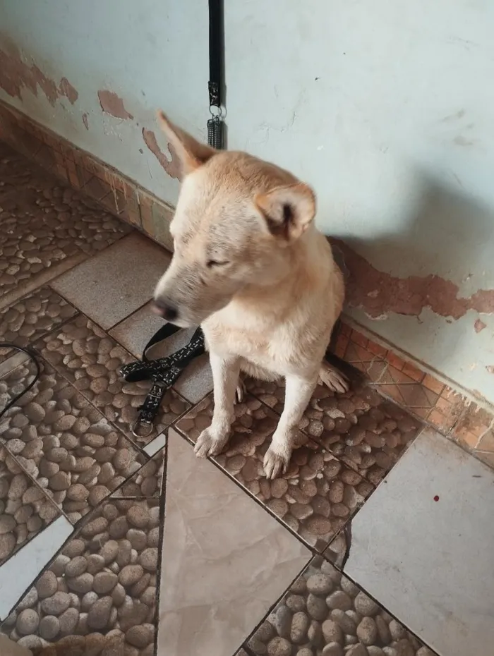 Cachorro raça SRD-ViraLata idade 6 ou mais anos nome Barão e Aquiles