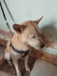 Barão e Aquiles