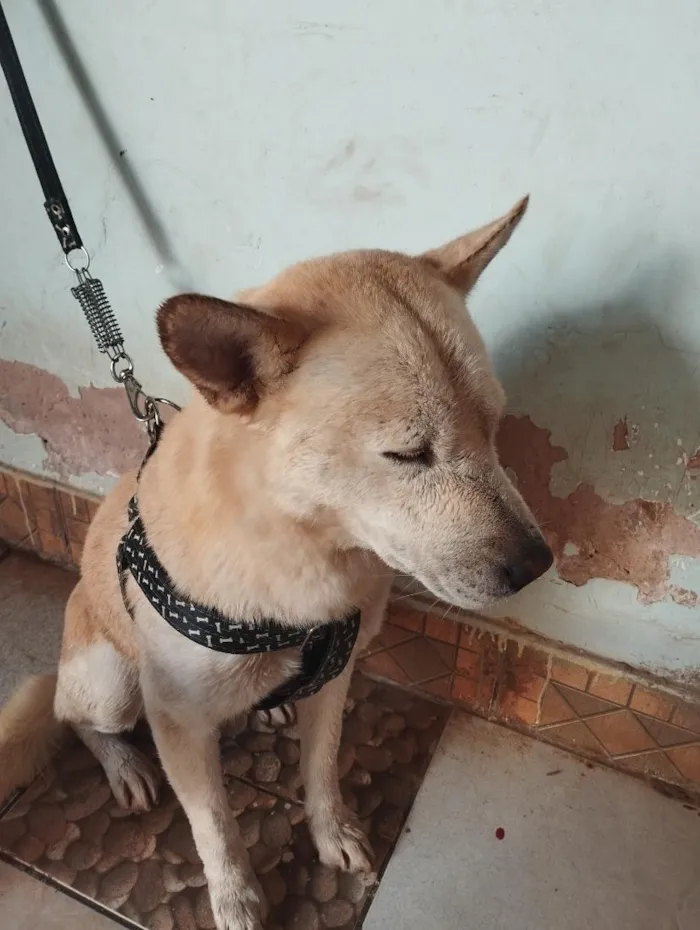 Cachorro raça SRD-ViraLata idade 6 ou mais anos nome Barão e Aquiles