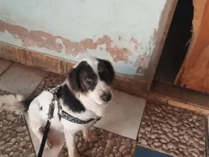 Cachorro raça SRD-ViraLata idade 6 ou mais anos nome Barão e Aquiles
