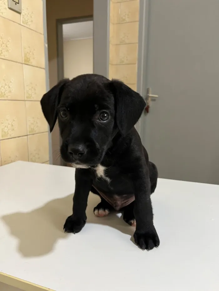 Cachorro raça SRD-ViraLata idade 2 a 6 meses nome Benê