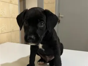 Cachorro raça SRD-ViraLata idade 2 a 6 meses nome Benê