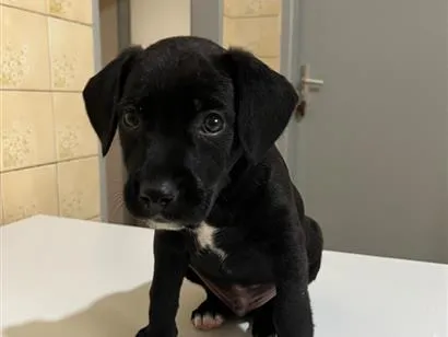 Cachorro raça SRD-ViraLata idade 2 a 6 meses nome Benê