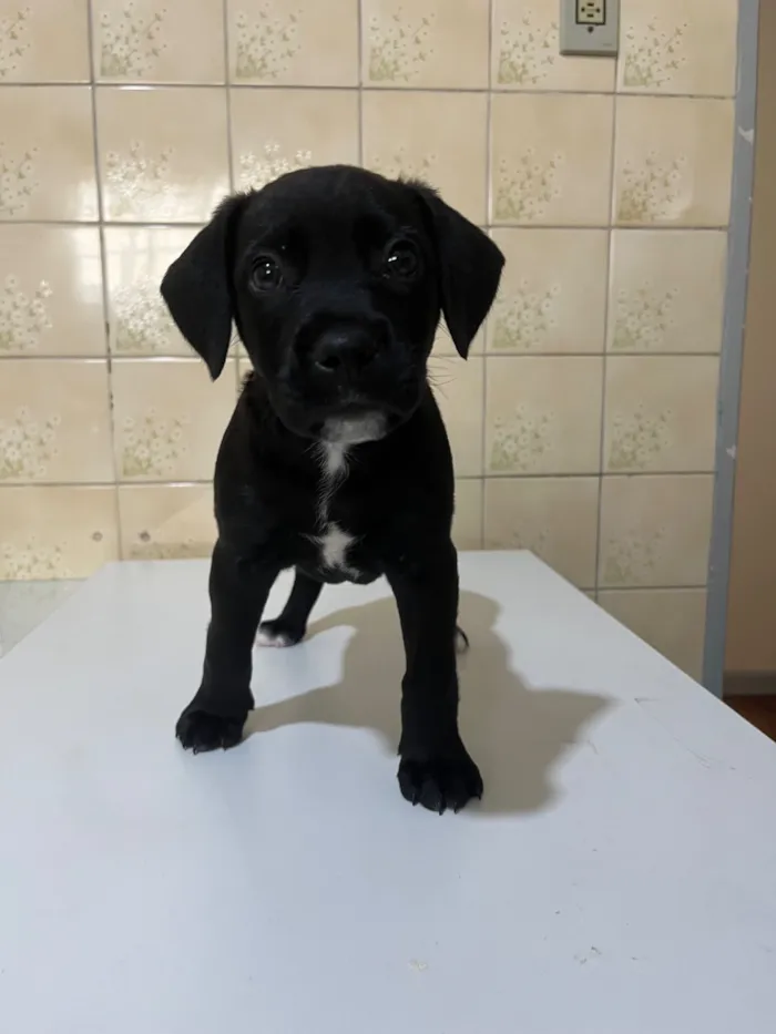 Cachorro raça SRD-ViraLata idade 2 a 6 meses nome Benê