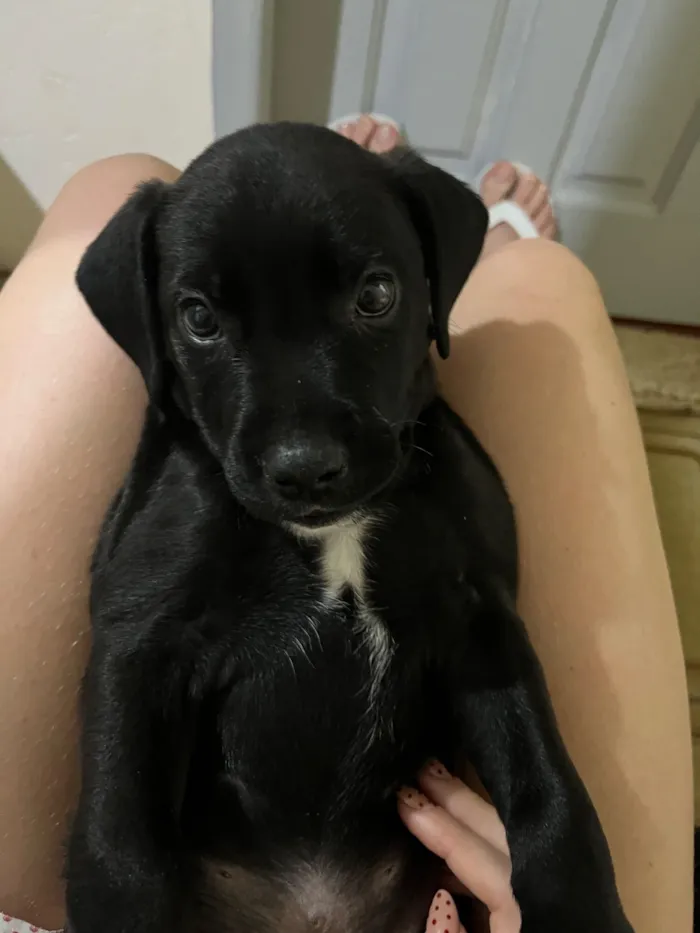 Cachorro raça SRD-ViraLata idade 2 a 6 meses nome Benê