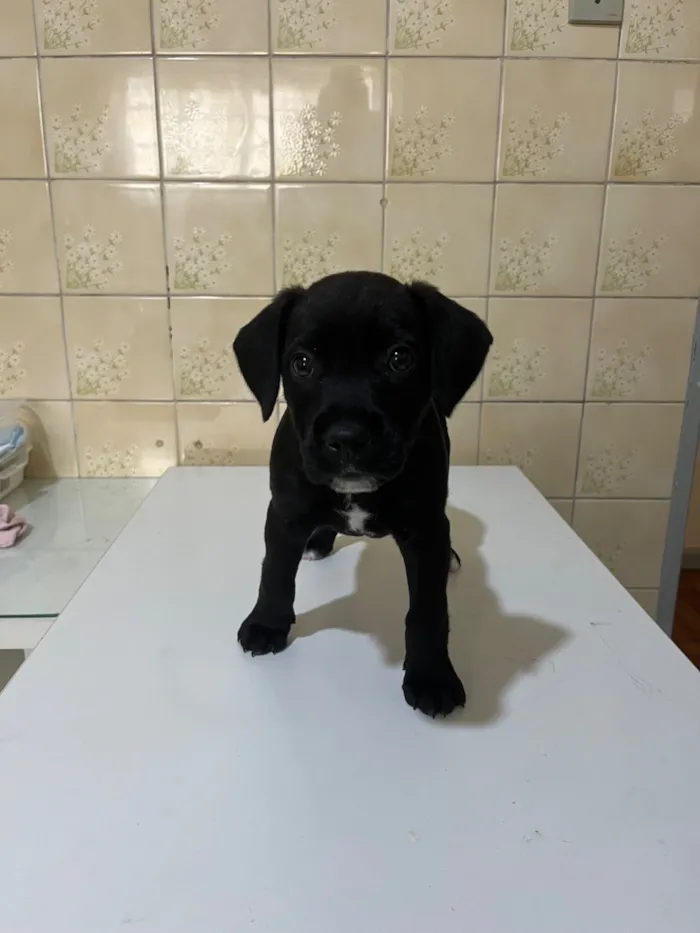 Cachorro raça SRD-ViraLata idade 2 a 6 meses nome Benê