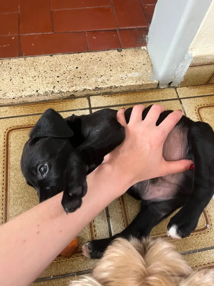 Cachorro raça SRD-ViraLata idade 2 a 6 meses nome Benê