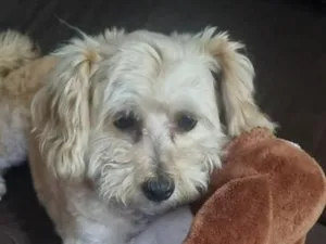 Cachorro raça Poodle idade 6 ou mais anos nome Thor 