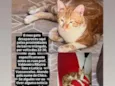 Chico