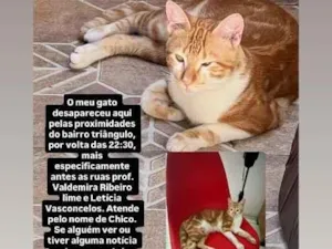 Gato raça SRD-ViraLata idade 7 a 11 meses nome Chico
