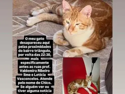 Gato raça SRD-ViraLata idade 7 a 11 meses nome Chico