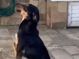 Cachorro raça SRD-ViraLata idade 2 anos nome Zoe