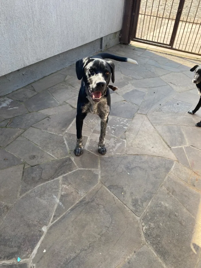 Cachorro raça Perdigueiro idade 7 a 11 meses nome Bradock