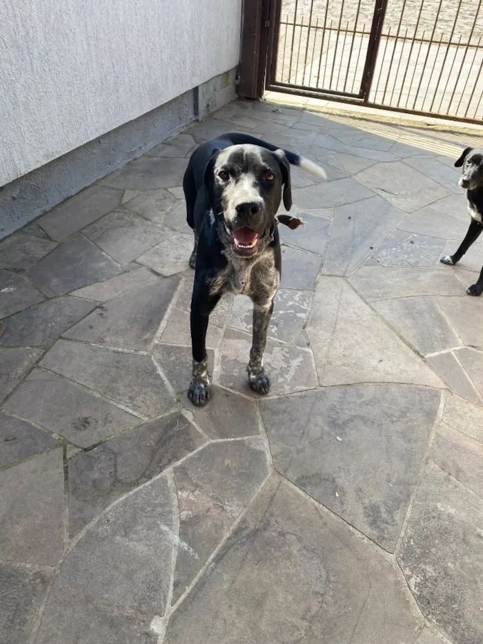Cachorro raça Perdigueiro idade 7 a 11 meses nome Bradock