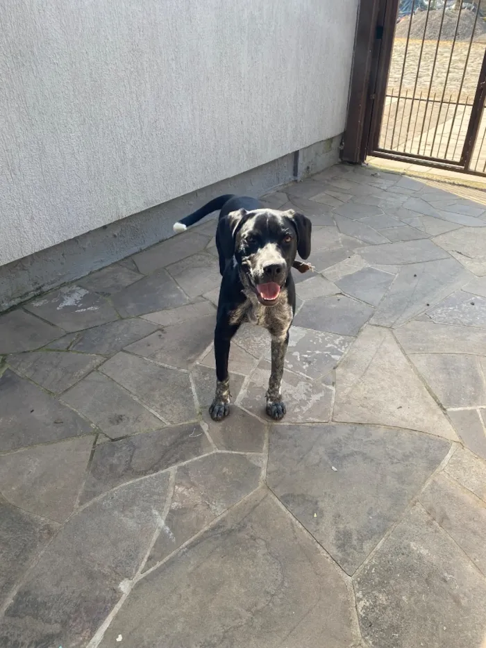 Cachorro raça Perdigueiro idade 7 a 11 meses nome Bradock