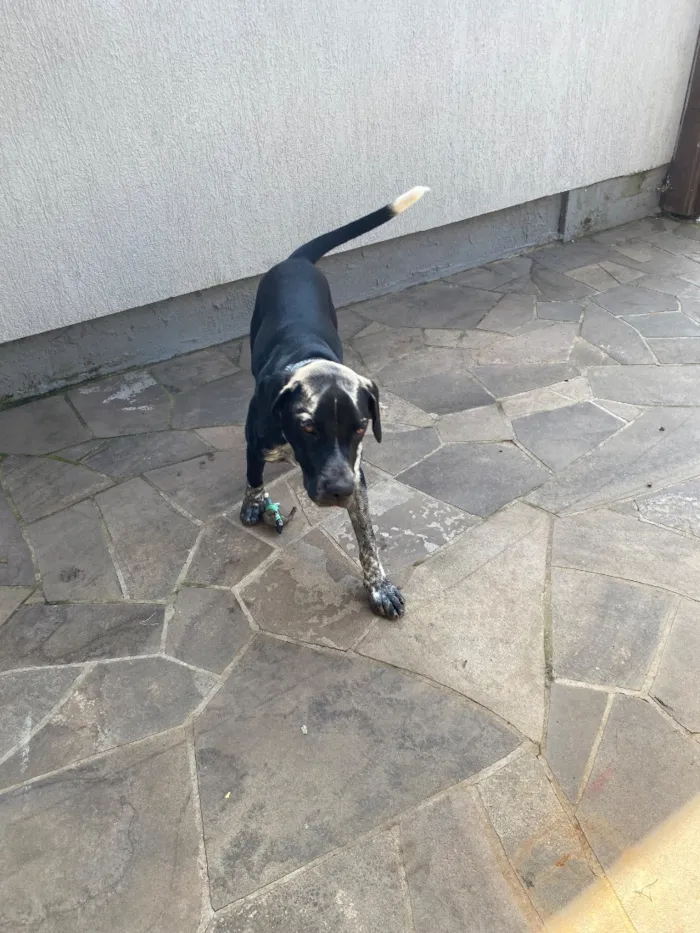Cachorro raça Perdigueiro idade 7 a 11 meses nome Bradock
