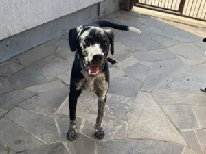 Cachorro raça Perdigueiro idade 7 a 11 meses nome Bradock