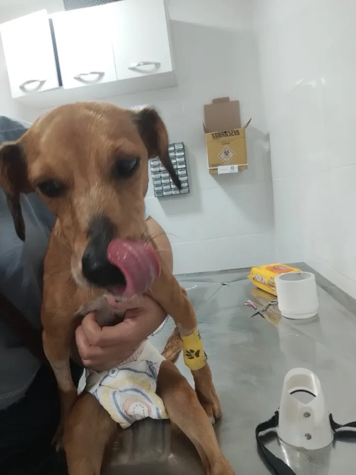 Cachorro raça SRD-ViraLata idade 5 anos nome Pandora