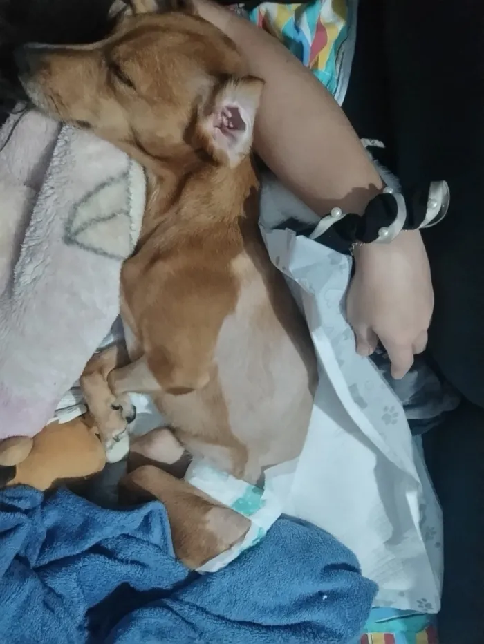 Cachorro raça SRD-ViraLata idade 5 anos nome Pandora