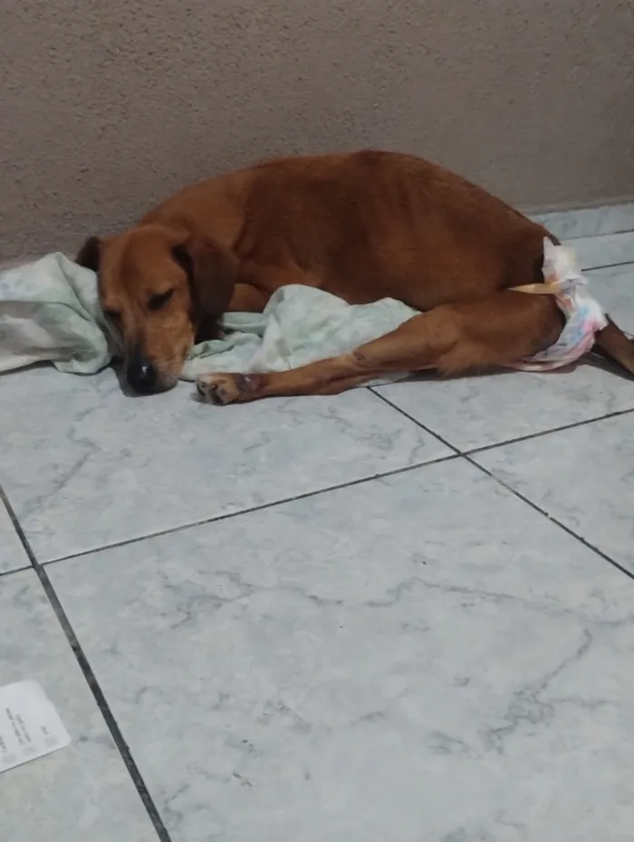 Cachorro raça SRD-ViraLata idade 5 anos nome Pandora