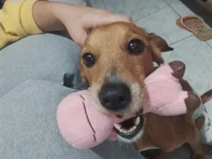 Cachorro raça SRD-ViraLata idade 5 anos nome Pandora
