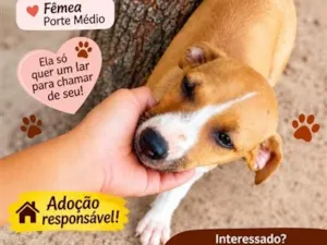 Cachorro raça SRD-ViraLata idade 2 a 6 meses nome mel