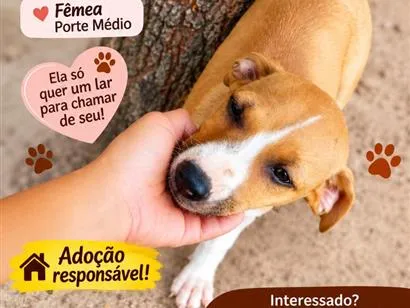 Cachorro raça SRD-ViraLata idade 2 a 6 meses nome mel