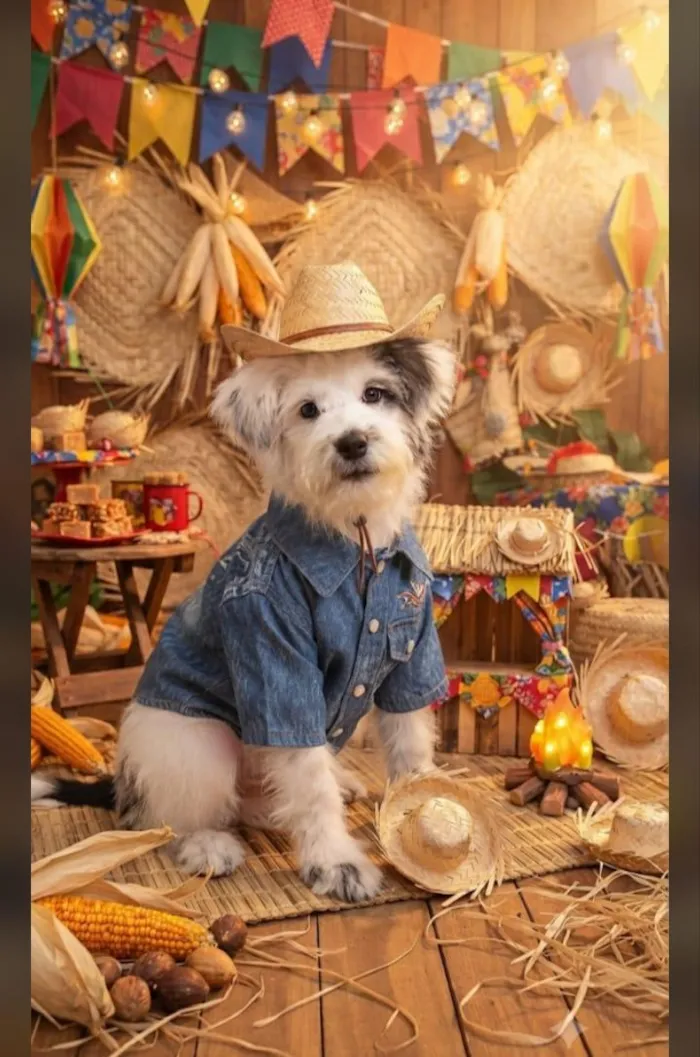 Cachorro raça Shitzu idade 2 a 6 meses nome Spike