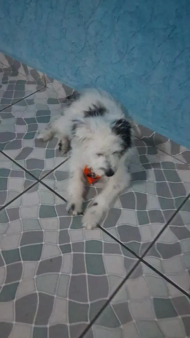Cachorro raça Shitzu idade 2 a 6 meses nome Spike
