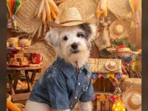 Cachorro raça Shitzu idade 2 a 6 meses nome Spike