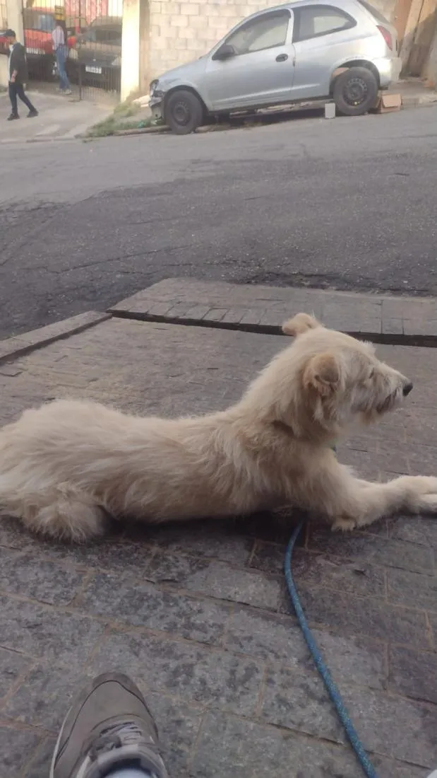 Cachorro raça SRD-ViraLata idade 4 anos nome Gohan 