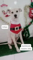 Gohan 