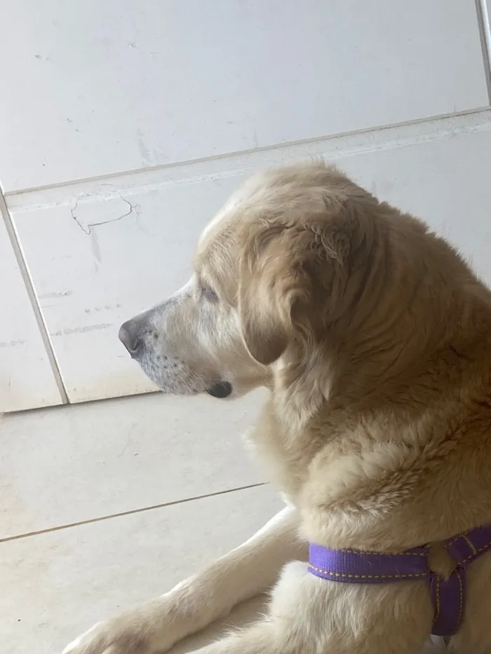 Cachorro raça Labrador idade 1 ano nome Pandora 