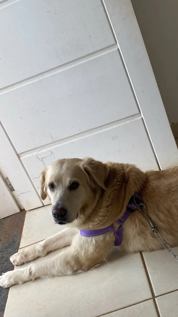 Cachorro raça Labrador idade 1 ano nome Pandora 