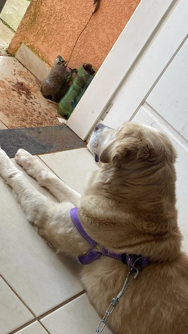 Cachorro raça Labrador idade 1 ano nome Pandora 
