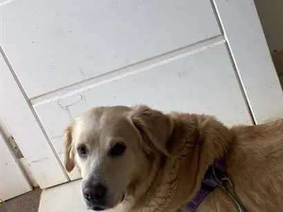 Cachorro raça Labrador idade 1 ano nome Pandora 