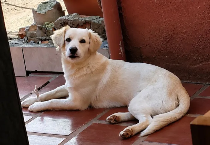 Cachorro raça SRD-ViraLata idade 1 ano nome Leidi