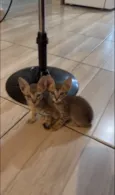 Gatinho 